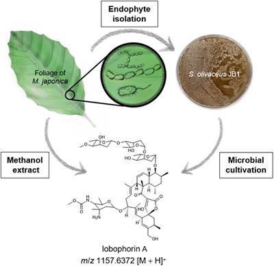 Lobophorin Producing Endophytic Streptomyces olivaceus JB1 Associated With Maesa japonica (Thunb.) Moritzi & Zoll.